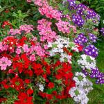 Fleurs - Verveine Brio Variée - face recto